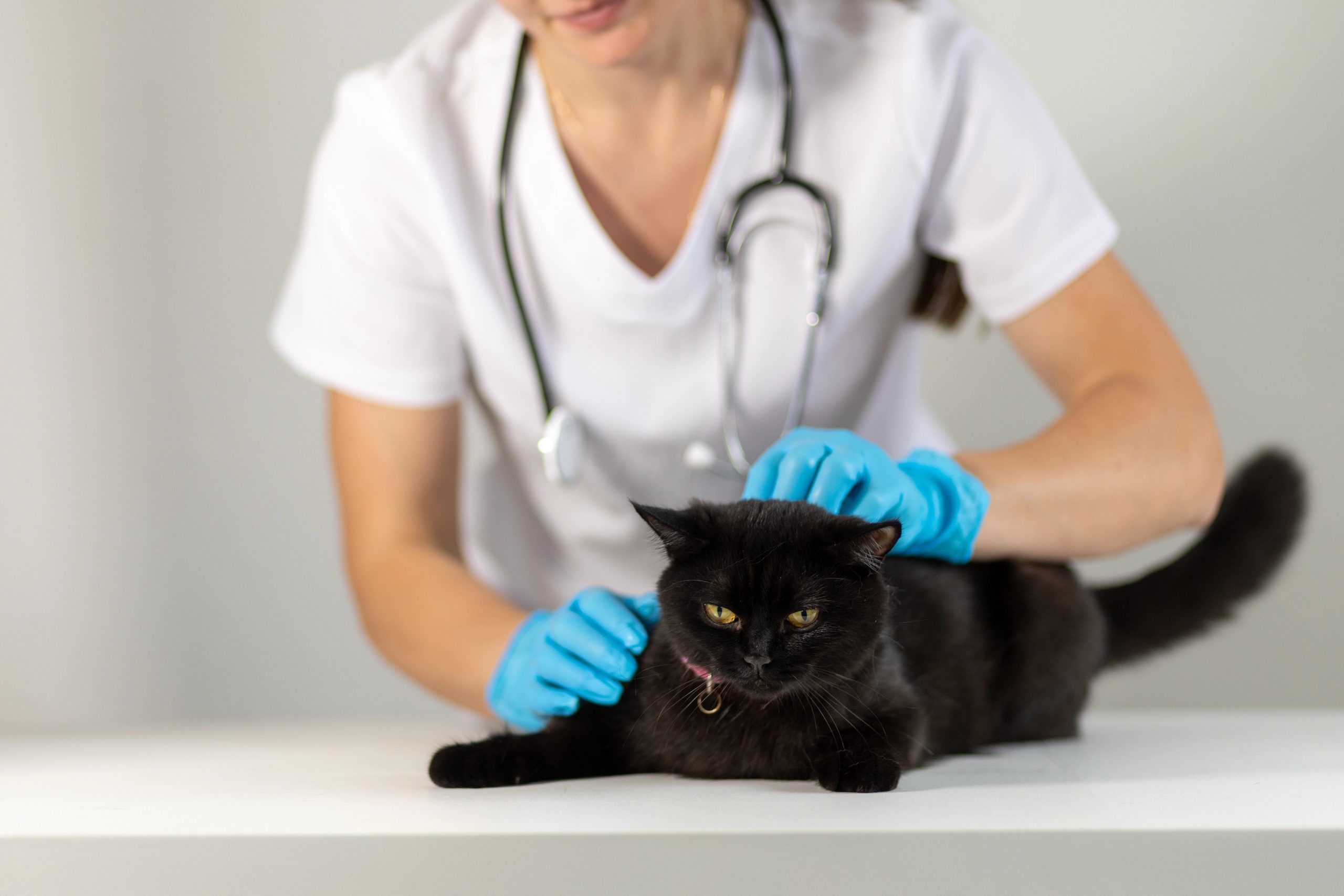 Tierarzt untersucht schwarze Katze auf Tisch